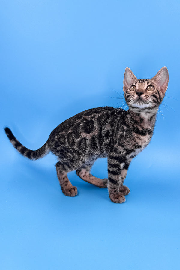 Yuki | Bengal Kitten