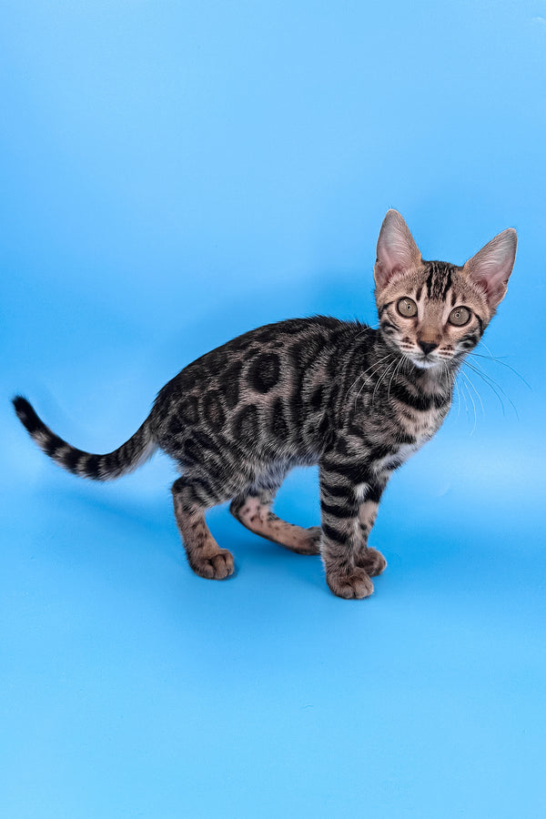 Yuki | Bengal Kitten