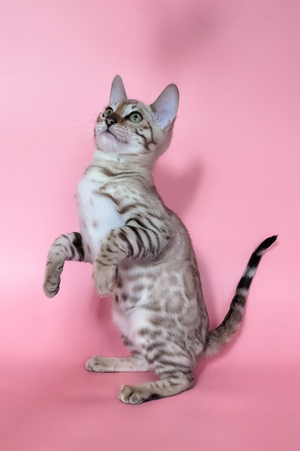 Yuki | Bengal Kitten