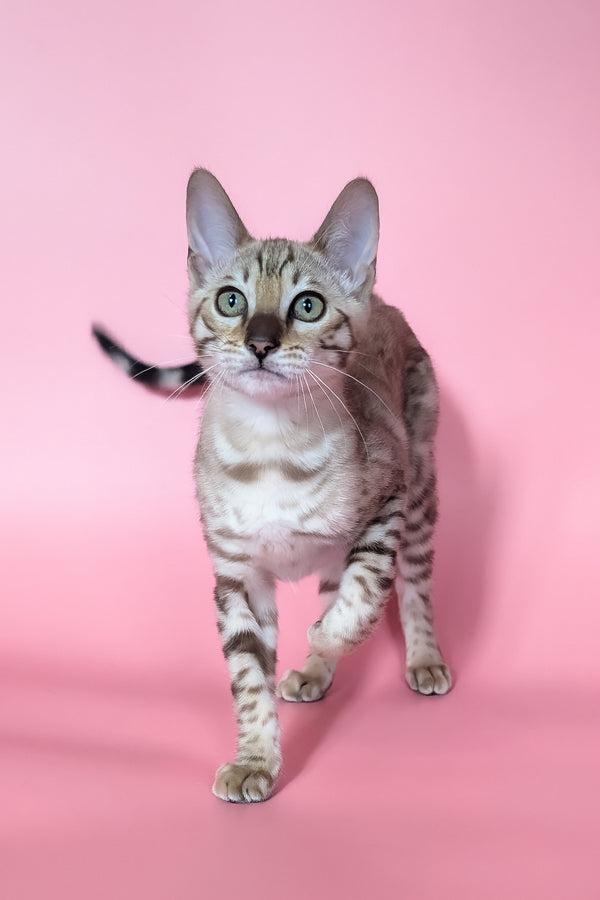 Yuki | Bengal Kitten