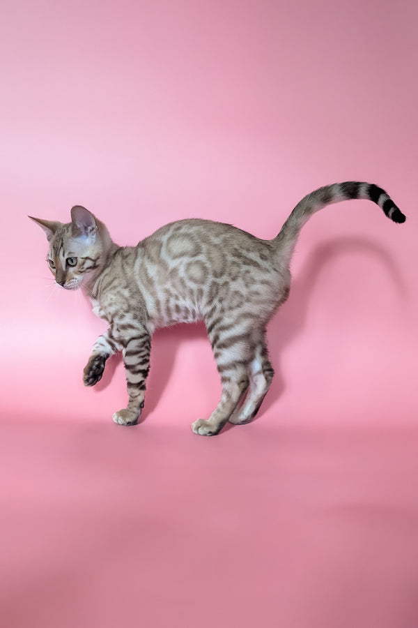 Yuki | Bengal Kitten