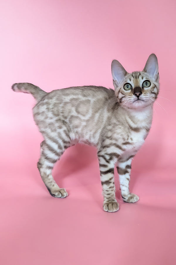 Yuki | Bengal Kitten