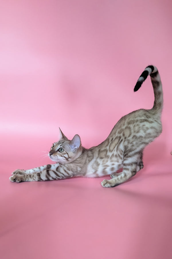 Yuki | Bengal Kitten