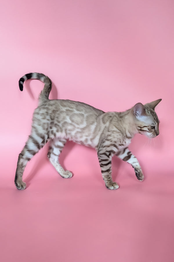 Yuki | Bengal Kitten