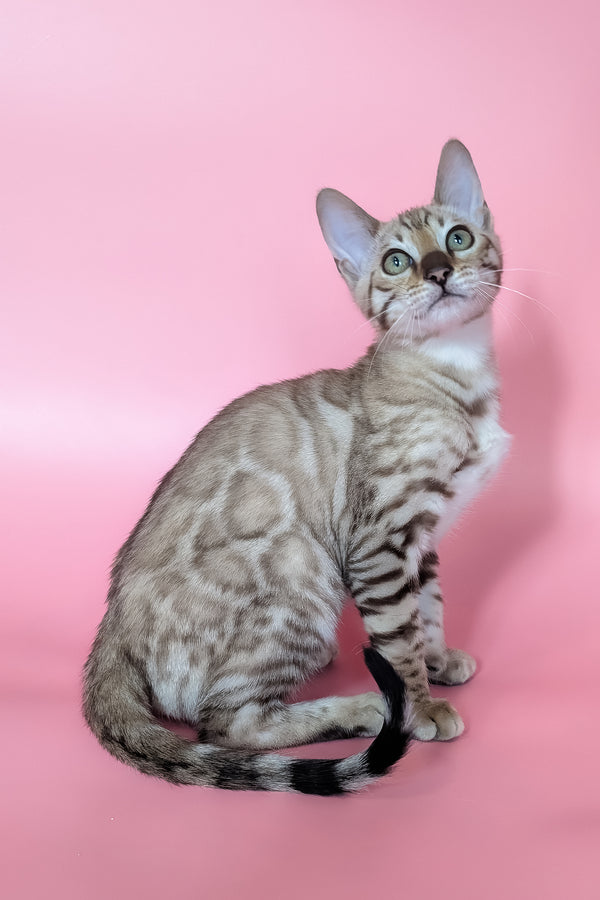 Yuki | Bengal Kitten