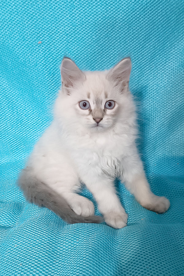 Yukka | Siberian Kitten