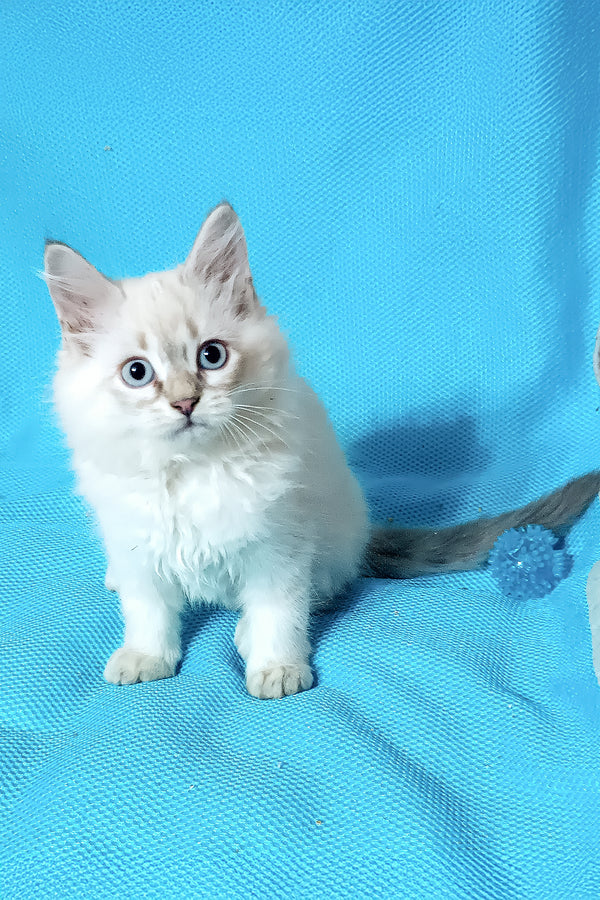 Yukka | Siberian Kitten