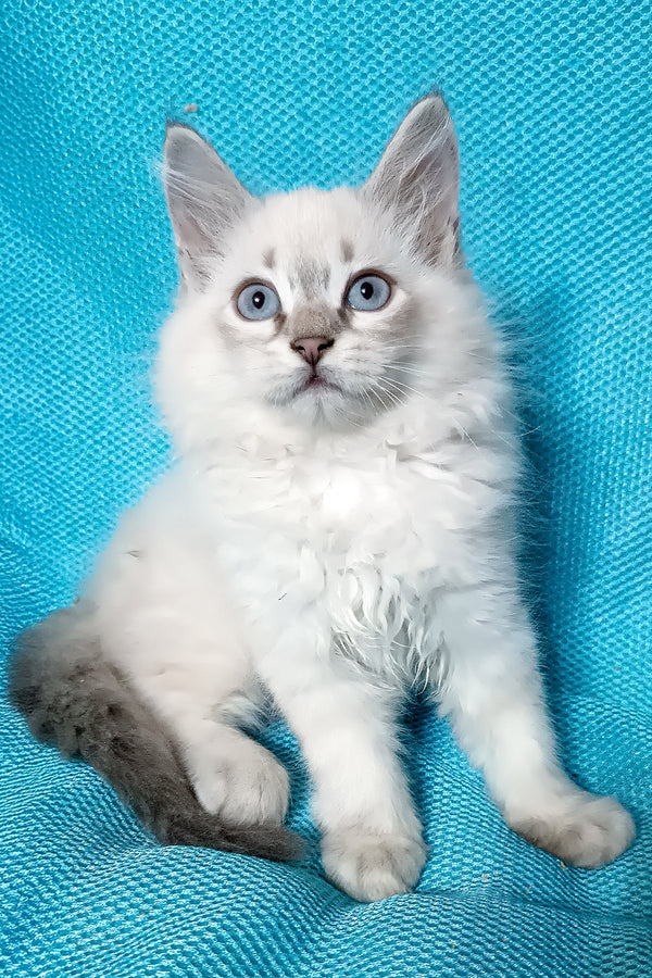 Yukka | Siberian Kitten