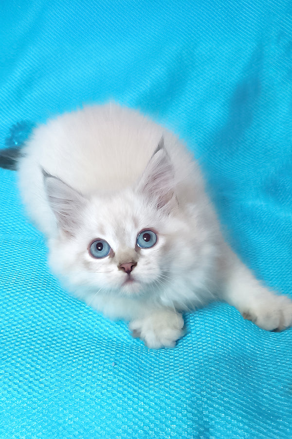 Yukka | Siberian Kitten