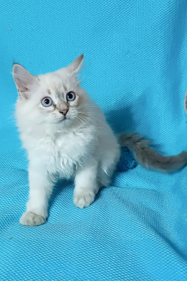 Yukka | Siberian Kitten