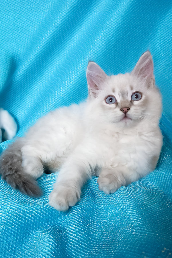 Yukka | Siberian Kitten