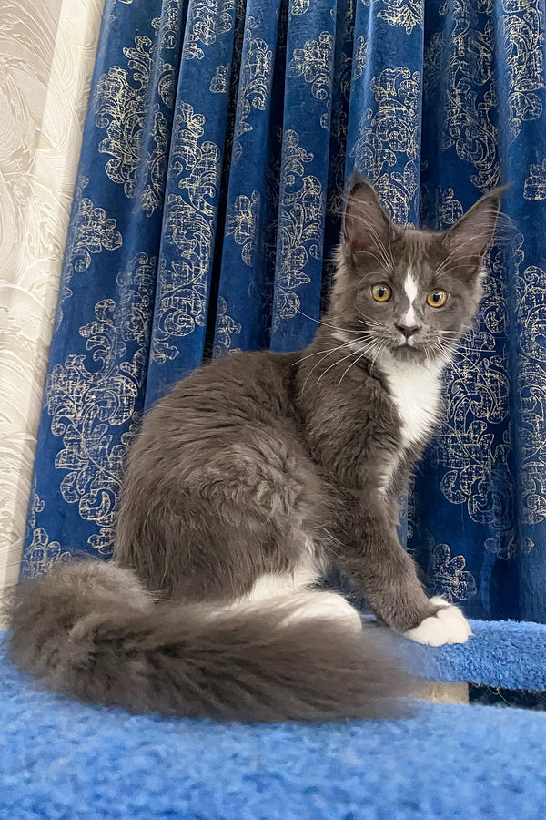 Yukon | Maine Coon Kitten