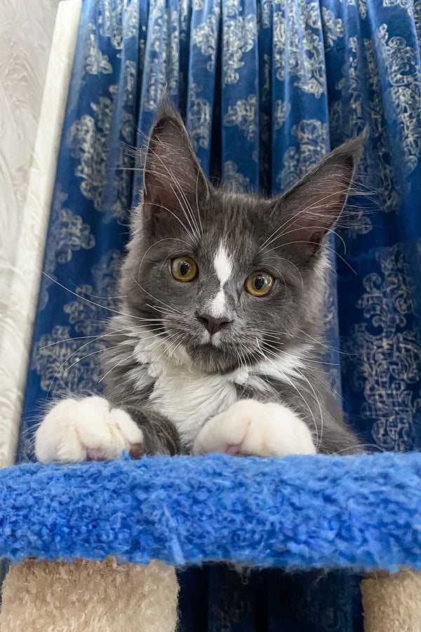 Yukon | Maine Coon Kitten