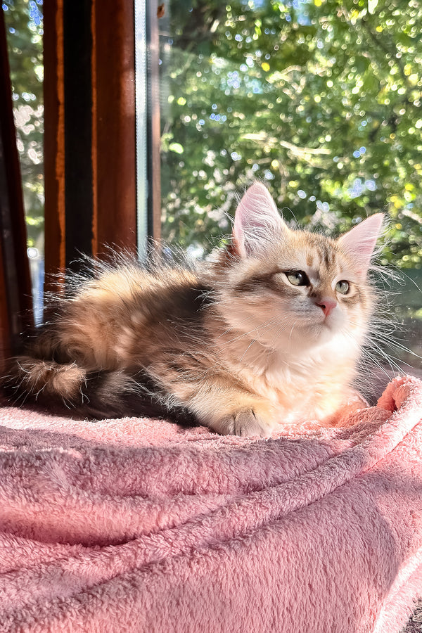 Yukon | Siberian Kitten