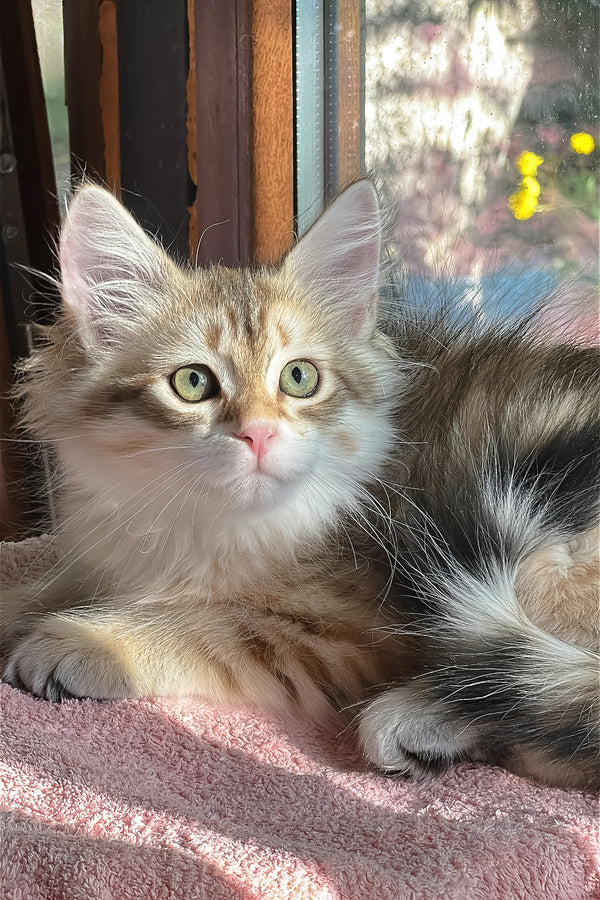 Yukon | Siberian Kitten
