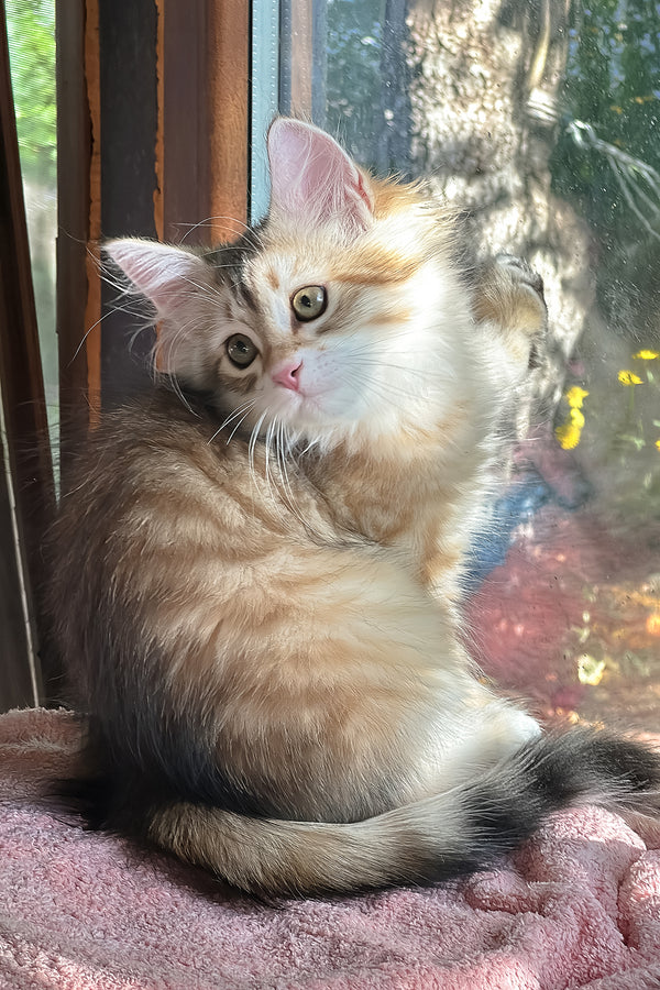 Yukon | Siberian Kitten