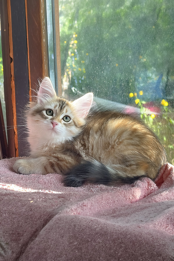 Yukon | Siberian Kitten