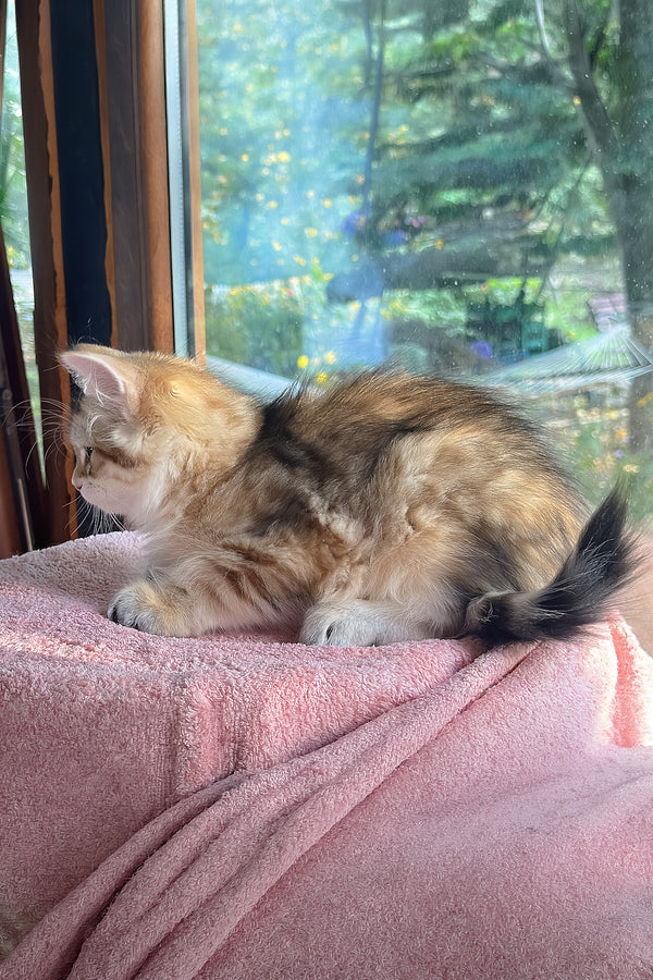 Yukon | Siberian Kitten