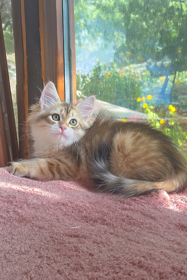 Yukon | Siberian Kitten