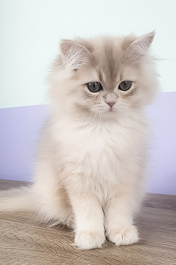 Yumi | British Longhair Kitten