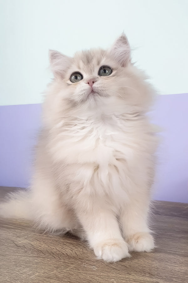Yumi | British Longhair Kitten