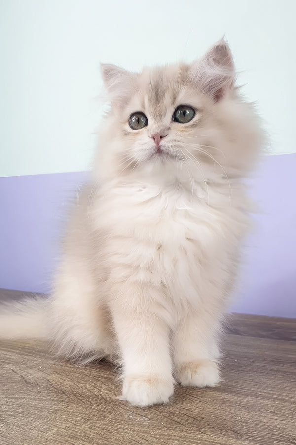 Yumi | British Longhair Kitten