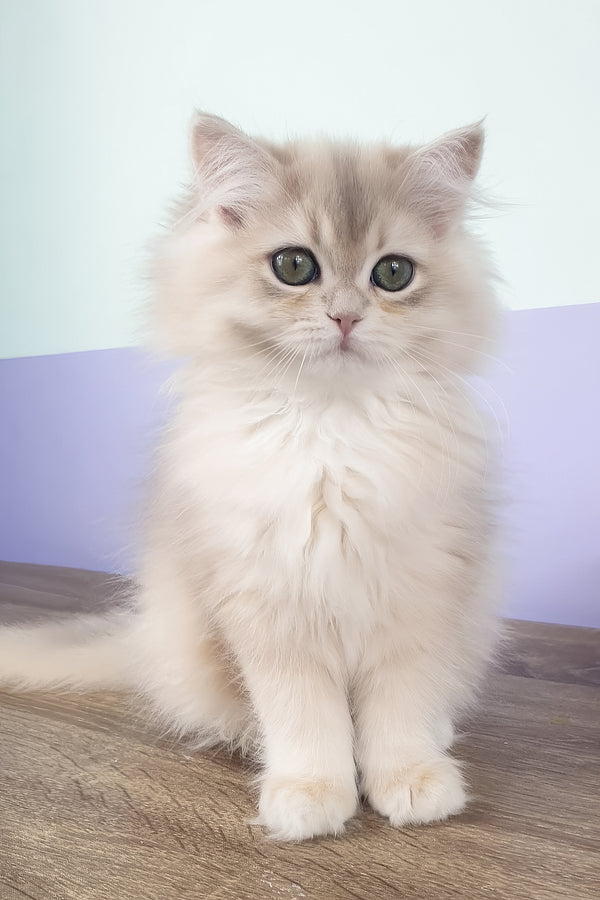 Yumi | British Longhair Kitten