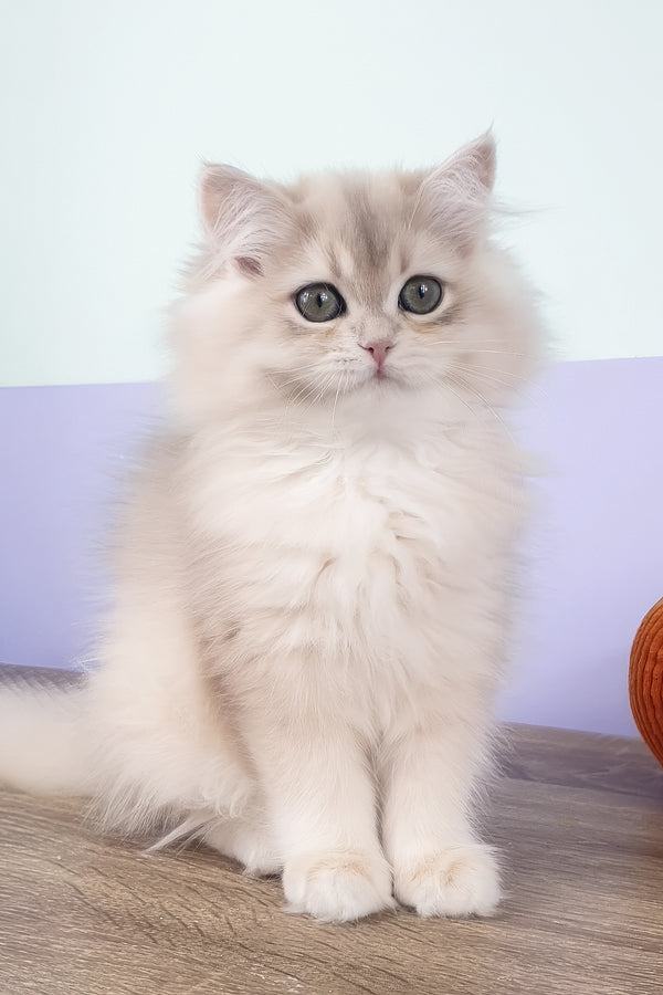 Yumi | British Longhair Kitten