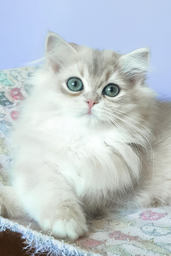 Yumi | British Longhair Kitten