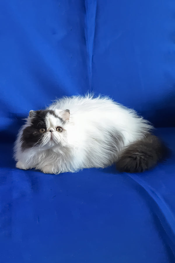 Yuri | Persian Kitten