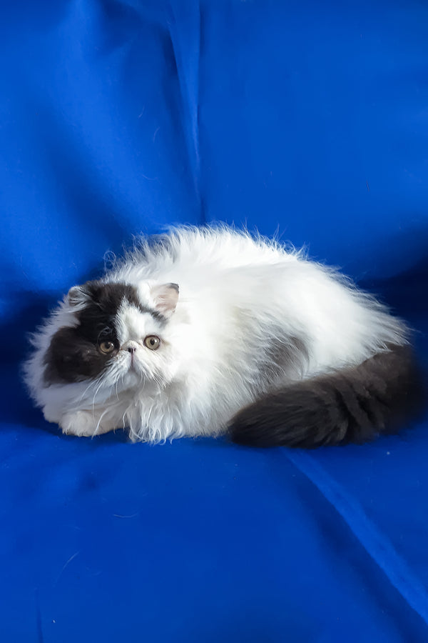 Yuri | Persian Kitten