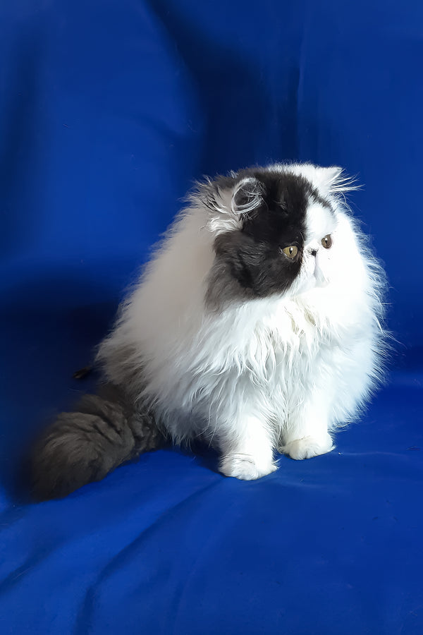 Yuri | Persian Kitten