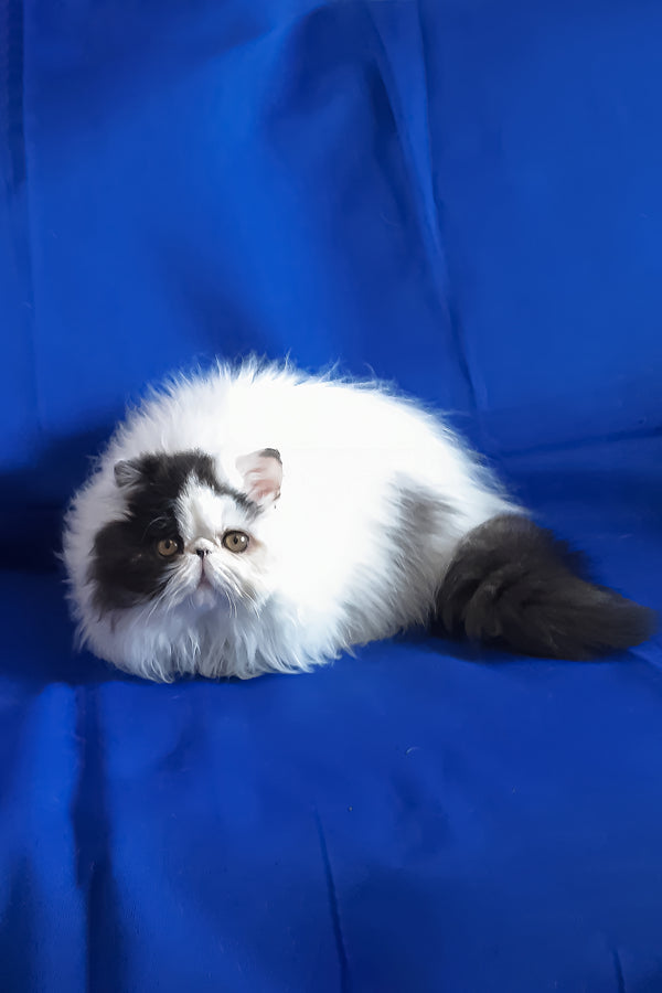 Yuri | Persian Kitten