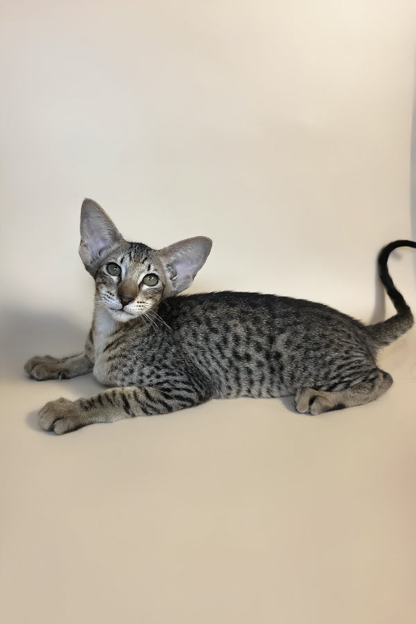 Yvette | Oriental Shorthair Kitten