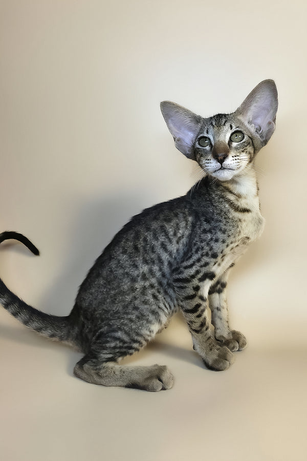 Yvette | Oriental Shorthair Kitten