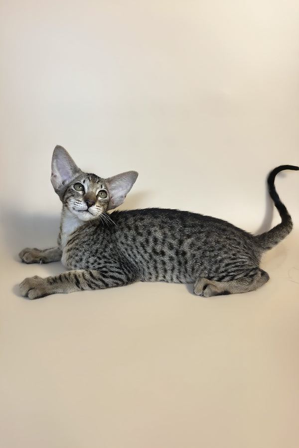 Yvette | Oriental Shorthair Kitten