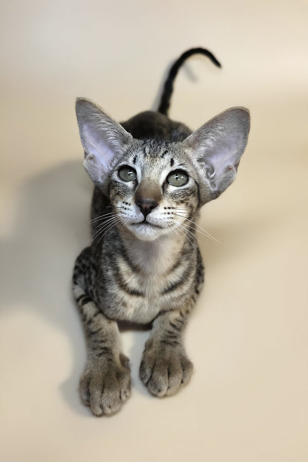 Yvette | Oriental Shorthair Kitten