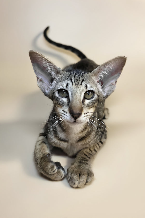 Yvette | Oriental Shorthair Kitten