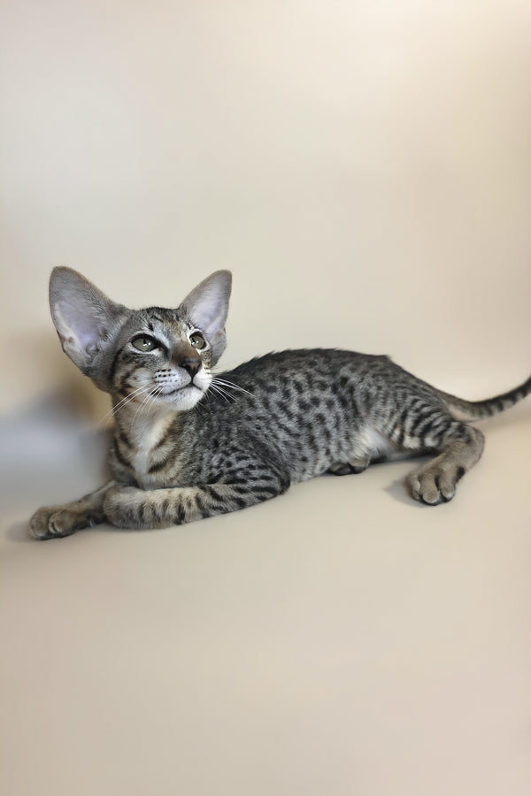 Yvette | Oriental Shorthair Kitten