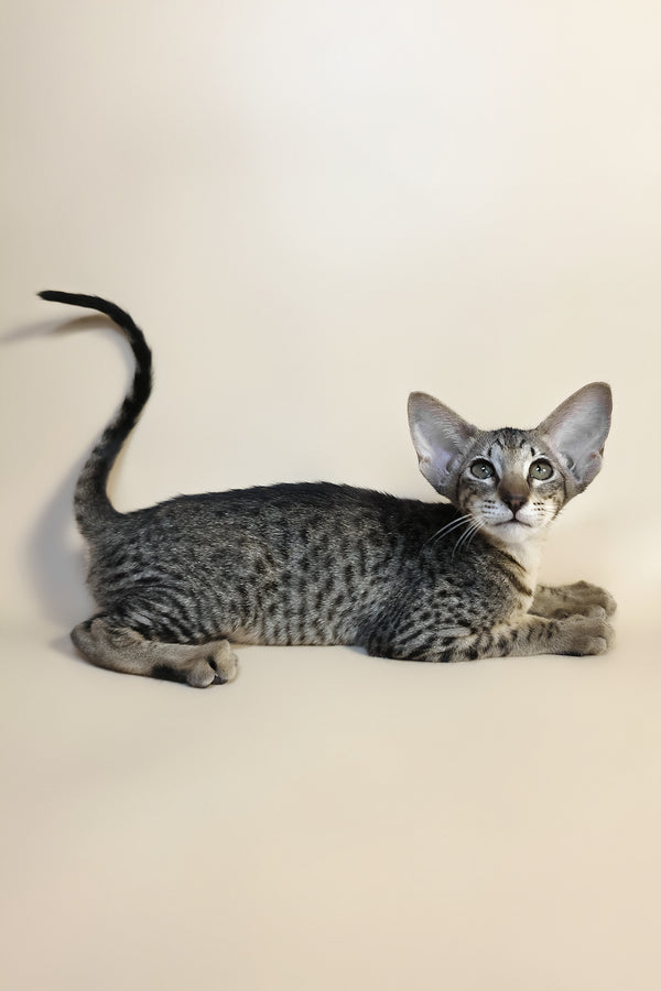 Yvette | Oriental Shorthair Kitten