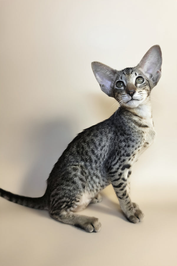 Yvette | Oriental Shorthair Kitten