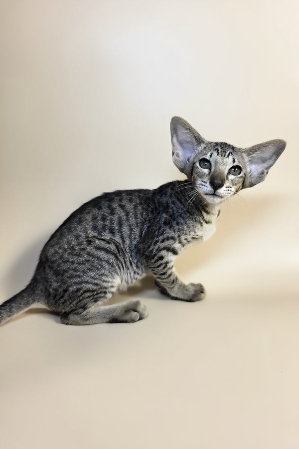 Yvette | Oriental Shorthair Kitten