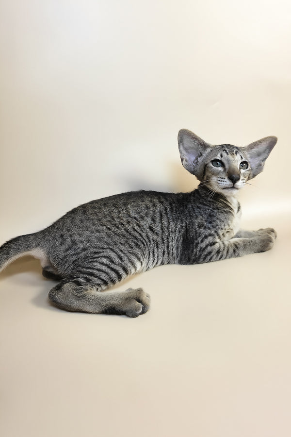 Yvette | Oriental Shorthair Kitten