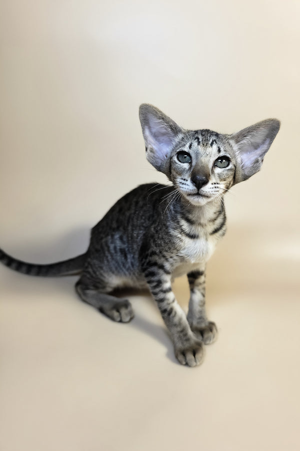Yvette | Oriental Shorthair Kitten