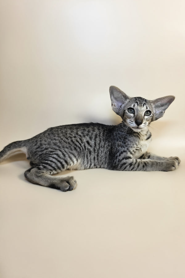 Yvette | Oriental Shorthair Kitten