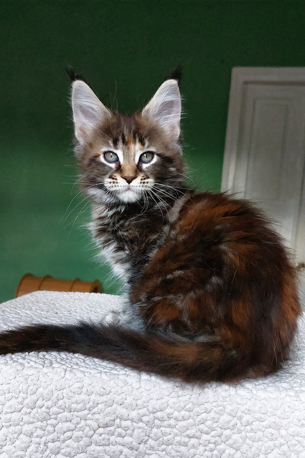 Yonka | Maine Coon Kitten