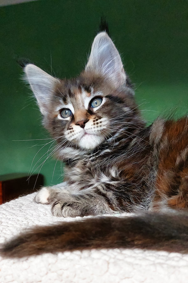 Yonka | Maine Coon Kitten