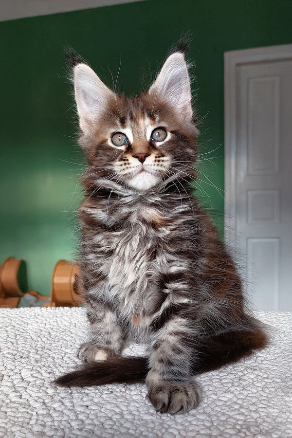 Yonka | Maine Coon Kitten