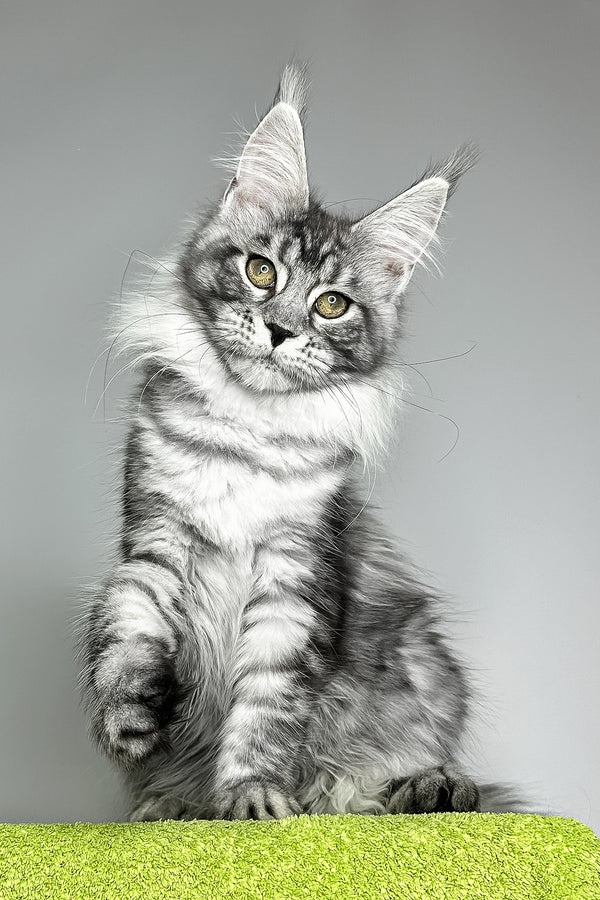 Yvonne | Maine Coon Kitten