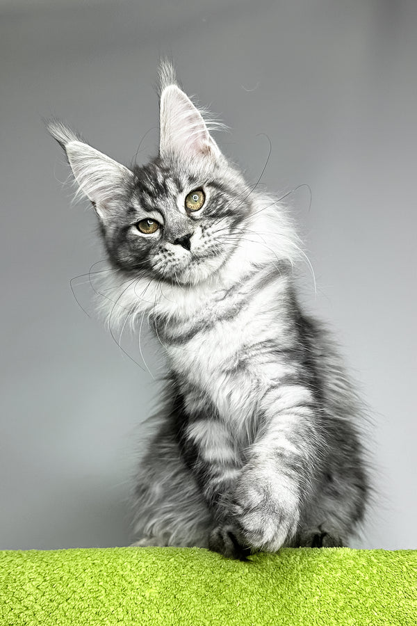 Yvonne | Maine Coon Kitten